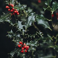 Frankfurter Weihnachtsgottesdienste einfach finden